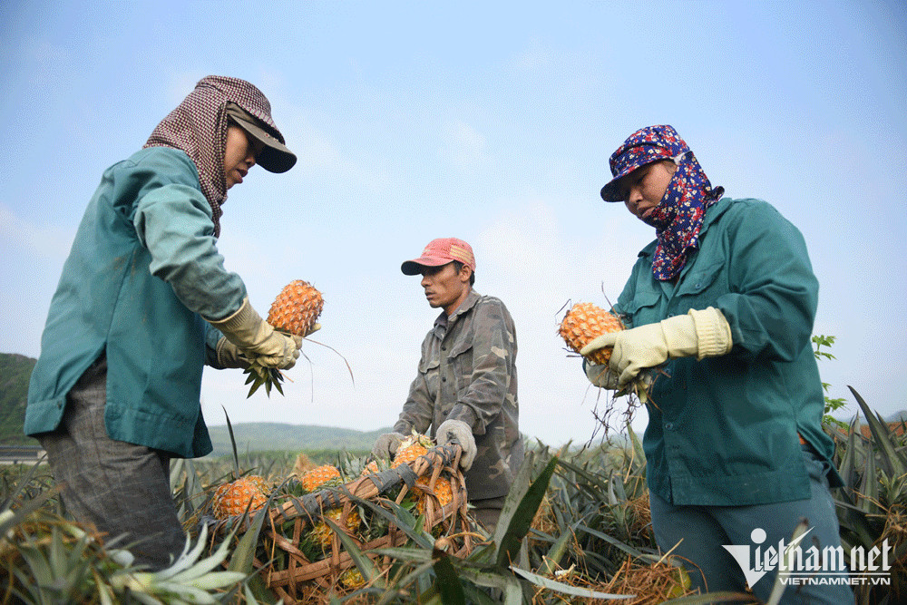 Người dân vận chuyển dứa sau thu hoạch